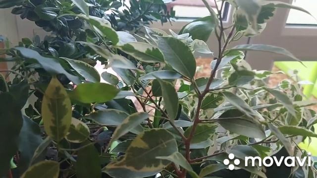 Инсектициды: их виды и применение. Подробно о препарате Актара. смотреть онлайн