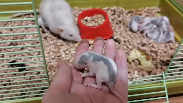 КРЫСЯТА ДЕЛАЮТ ПЕРВЫЕ ШАГИ! смотреть онлайн