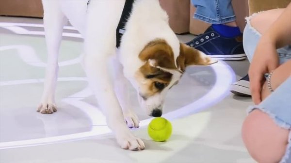 Передача "В кругу друзей" (Метис и Мальтипу)