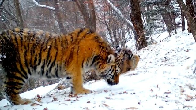 Материнский зов тигрицы смотреть онлайн