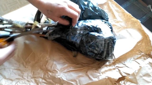 Посылка из садов России. Малина ремонтантная. смотреть онлайн