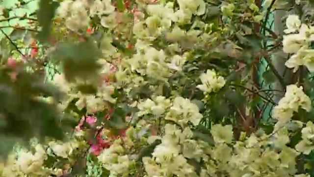 Бугенвиллея смотреть онлайн