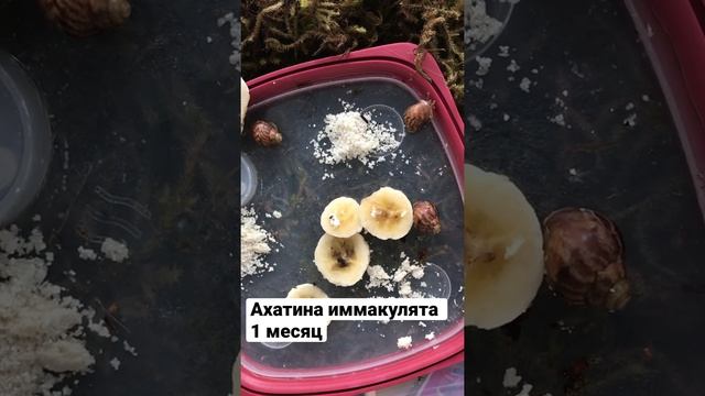 Ахатина иммакулята 1 месяц #ахатина #улитки #snails #snegler смотреть онлайн