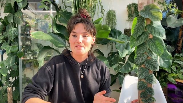 Monstera DUBIA Top Tips ? Complete Care Guide For Monstera Dubia