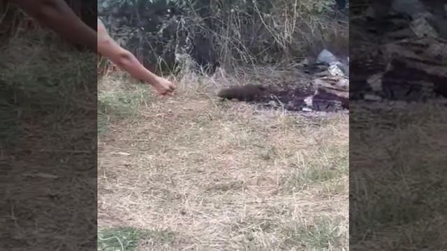 Ласка ест хлеб из рук смотреть онлайн