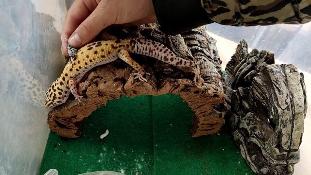 Дикая кормёжка пресмыкающегося и трёхметрового питона. смотреть онлайн