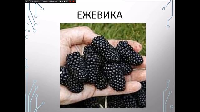 Выращивание малины, ежевики, земляники смотреть онлайн