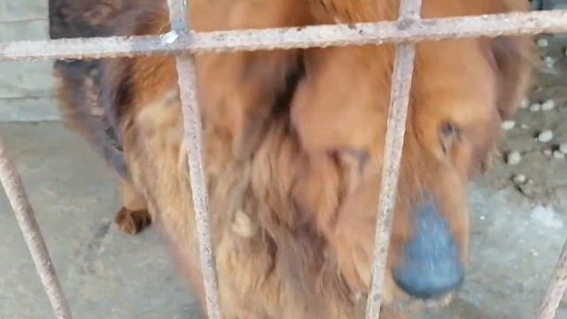 Caucasian shepherd dog, & central asian dog & Tibet, кавказская овчарка & Алабай & тибетский мастиф смотреть онлайн