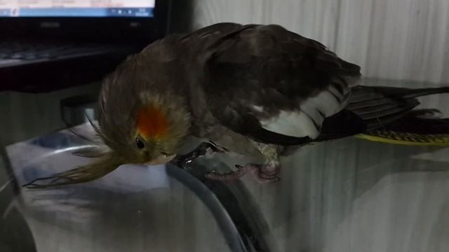 Корелла умирает смотреть онлайн