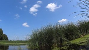Супер насадка на Линя и лучшая насадка на карася в жару. Ловля карася на поплавок
