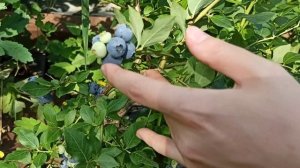 Голубика Нортланд