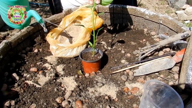 Рассаду посадили. Как легко доставить к корням овощных растений муку и кормовые дрожжи? Лайфхак смотреть онлайн