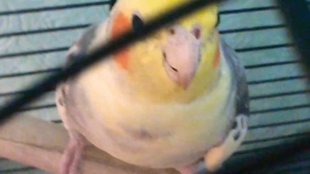 Бесполезный попугай корелла. Яше нужен Саша? Или Наташа. Does Yasha need Sasha? Parrot Corella. смотреть онлайн