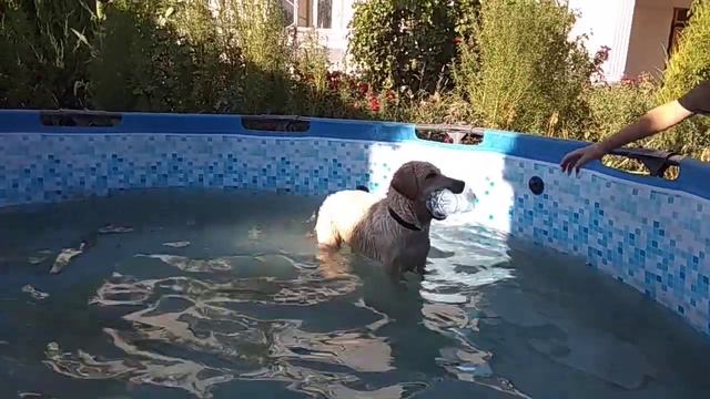 Лабрадор Ретривер ❤️|Labrador retriever ❤️ смотреть онлайн