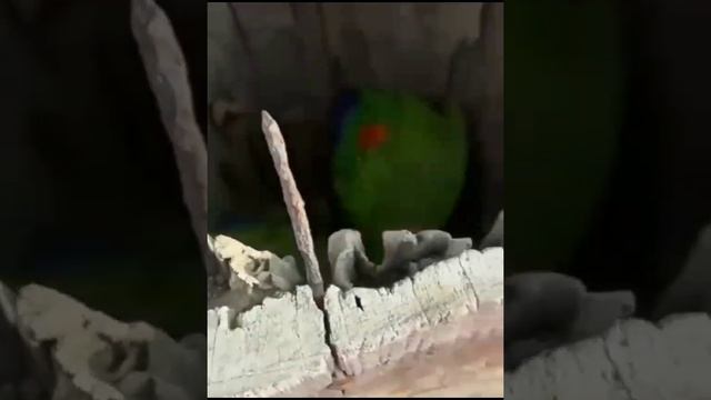 какие-то странные у попугая дети. смотреть онлайн