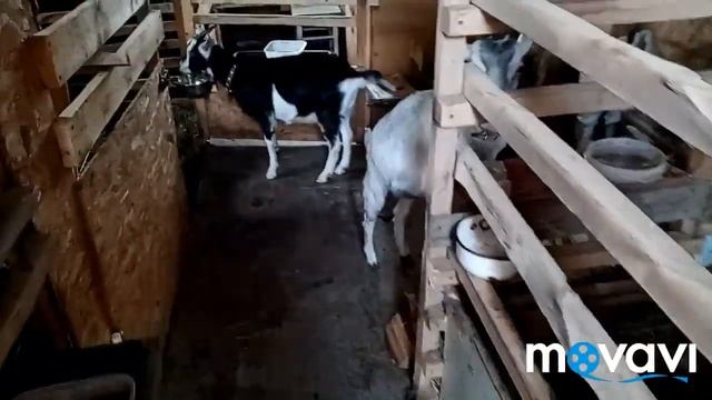 Женя поймал крысу руками????