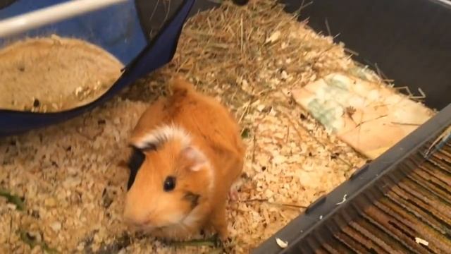 Очень УМНАЯ МОРСКАЯ СВИНКА!!??? смотреть онлайн