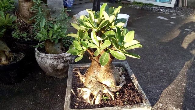 Bonsai Adenium Arabicum