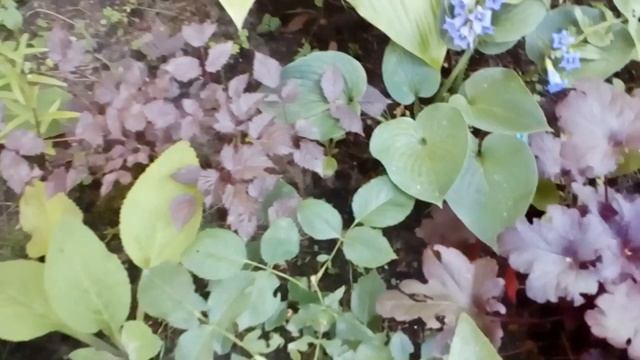 Зацвела ластовневая Горечавка.Созрела голубика. #горечавка #ластовневая #иливаточник #гентиана смотреть онлайн