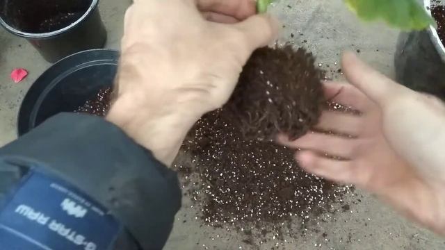 ПЕРЕСАДКА ПЕЛАРГОНИИ НА ФИТИЛЬНЫЙ ПОЛИВ Выращивание герани на пассивной гидропонике смотреть онлайн