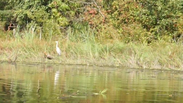 Пытаемся подплыть поближе к цапле на берегу Оредежа в Вырице смотреть онлайн