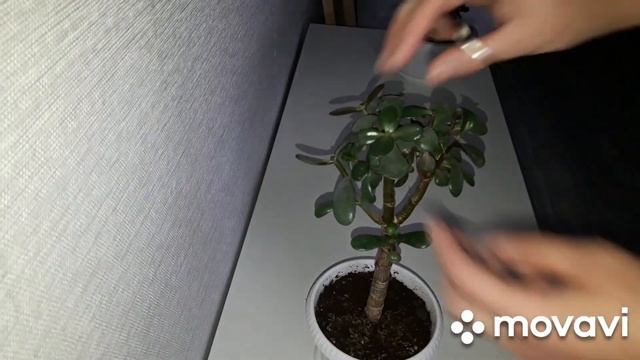 КОМНАТНЫЕ РАСТЕНИЯ(ЦВЕТЫ).ОБРЕЗКА КРАССУЛ. смотреть онлайн