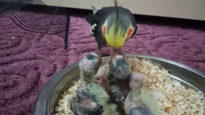 Корелла самец, кормит своих птенцов.