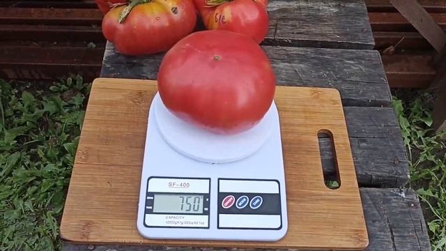 Самые крупные томаты этого сезона смотреть онлайн