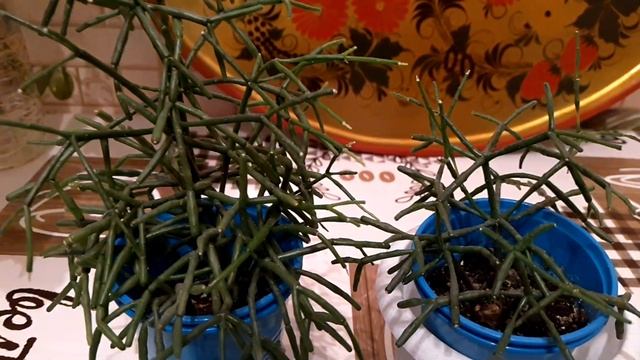 ХАТИОРА ИЛИ РИПСАЛИС? КАКТУСЫ, ТОЛСТЯНКИ, СУККУЛЕНТЫ