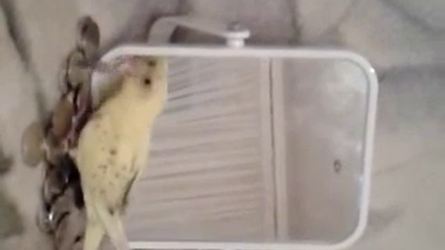 самый умный попугай смотреть онлайн