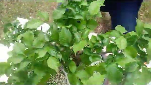 Бонасаите на Радко смотреть онлайн