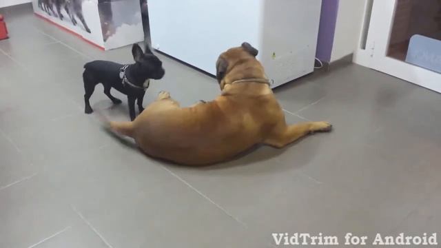 Bullmastiff & Bulldog en Mr.animal.mp4 смотреть онлайн
