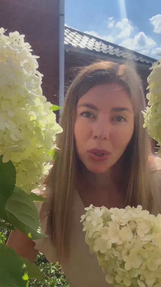 От чего зависит цветение гортензий? смотреть онлайн