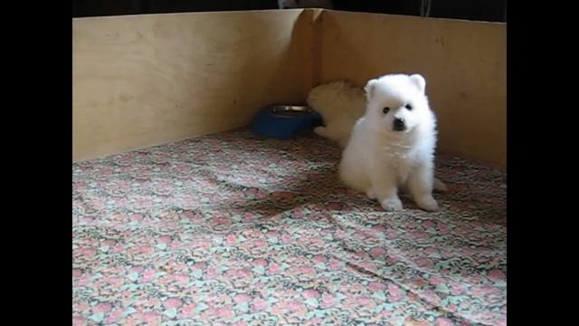 Японский Шпиц Доник Стайл помёт Ш смотреть онлайн