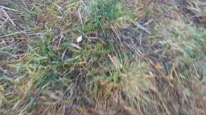 Ловля диких птиц 7.11.2021г.