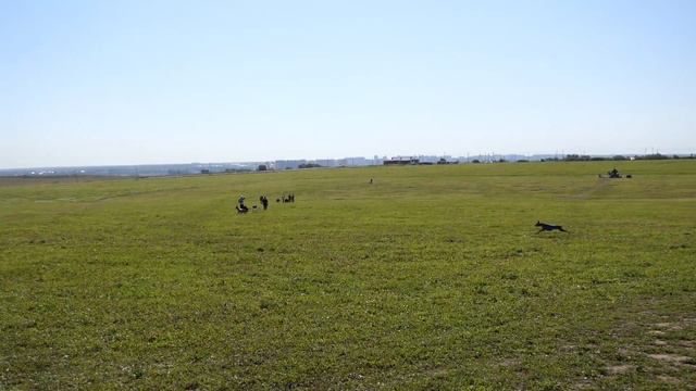 Фараонова собака. Юниоры. Квалиф. смотреть онлайн