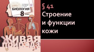 Параграф 41. Строение и функции кожи