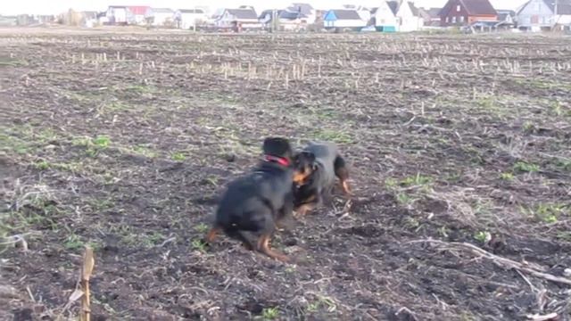 знакомство ротвейлеров смотреть онлайн