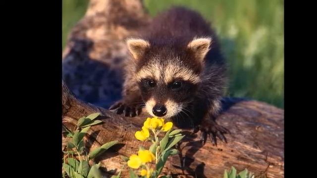 "...И наконец пришла Весна"!!! Загружено в YOU TUBE С С Неживым из личных роликов. г Челябинск. смотреть онлайн