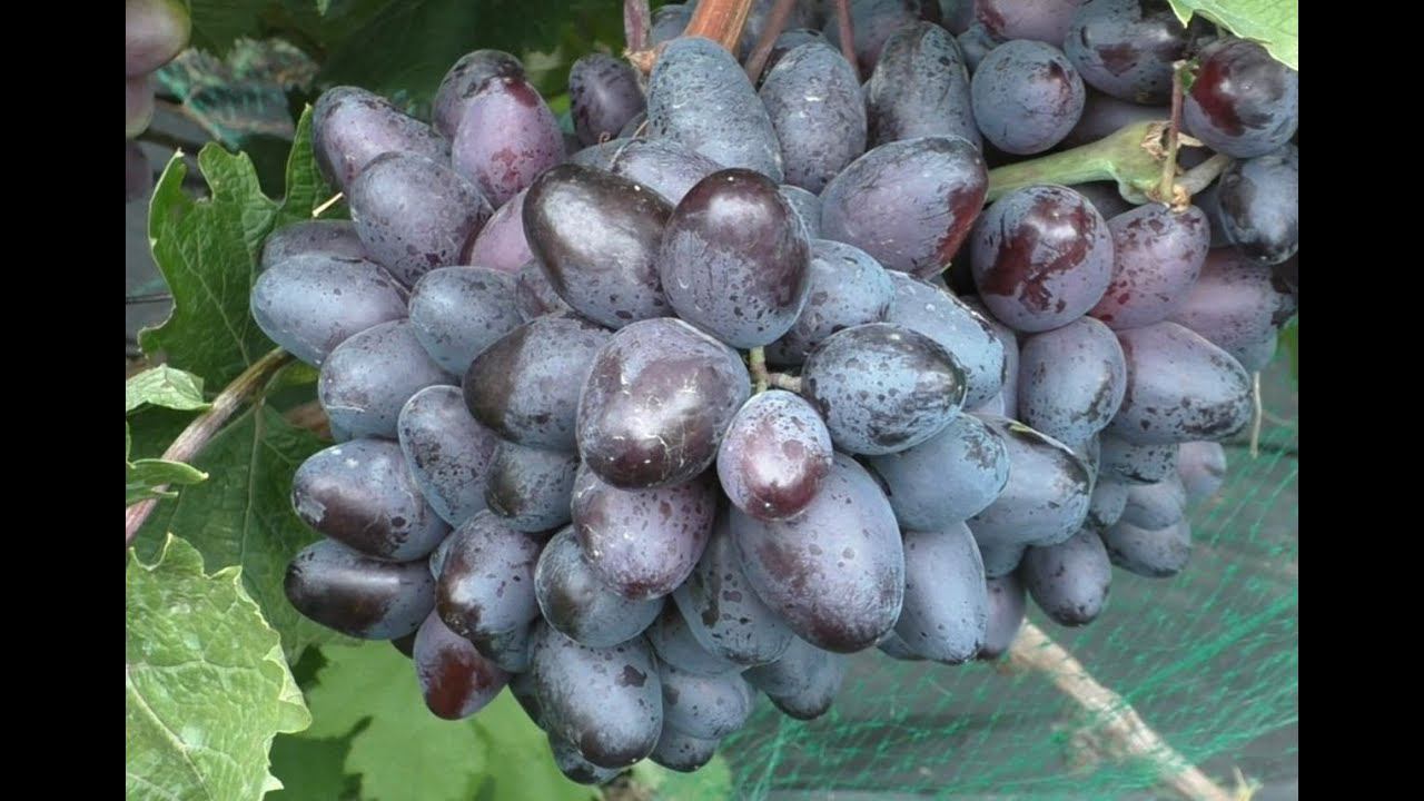 Виноград 2022. Богатырь - очень достойная форма на сентябрь
