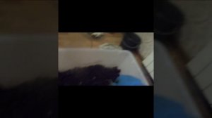 ГРОМ-2 препарат против плодовой мушки Дрозофилы