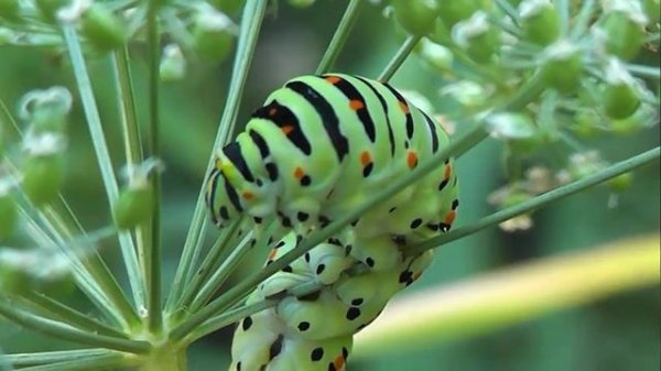 ГУСЕНИЦЫ: Papilio machaon (Махаон)