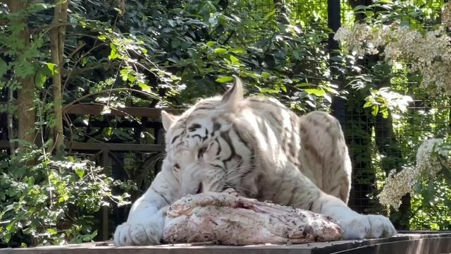 Вы такого не увидите НИГДЕ ! Белый тигр РАСПРАВЛЯЕТСЯ С ДОБЫЧЕЙ! смотреть онлайн