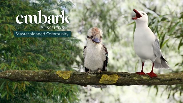 Embark Busselton TVC: Kookaburra & Seagull 3d Animation смотреть онлайн