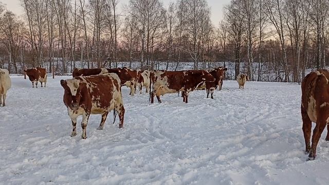 Запуск коров смотреть онлайн