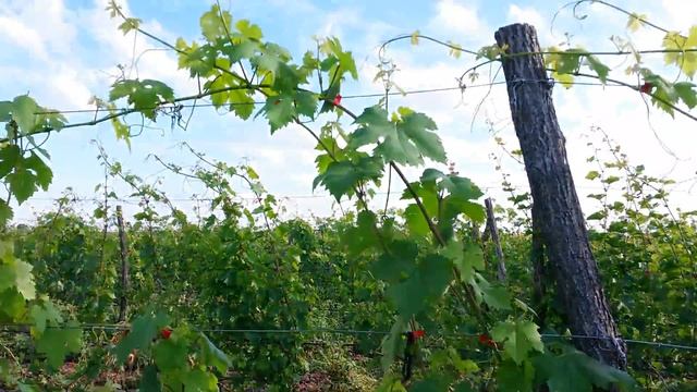 20160704 Виноград Зефир смотреть онлайн