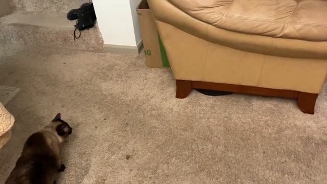 Женское любопытство дороже чем собственная жить =^..^= СИАМСКИЕ КОШКИ смотреть онлайн