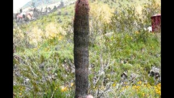 Причуды природы