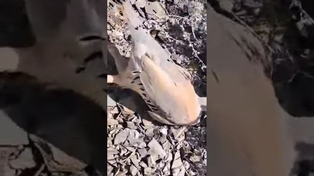 охота на самычке ??шокори мода лайк ва падписатця смотреть онлайн