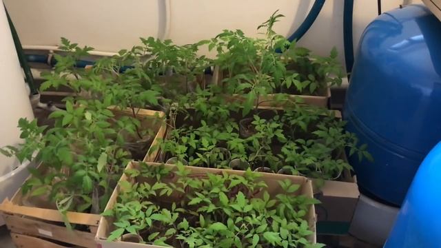 Дачная жизнь на самоизоляции / Теплица рассада посевы / засолка селёдочки смотреть онлайн